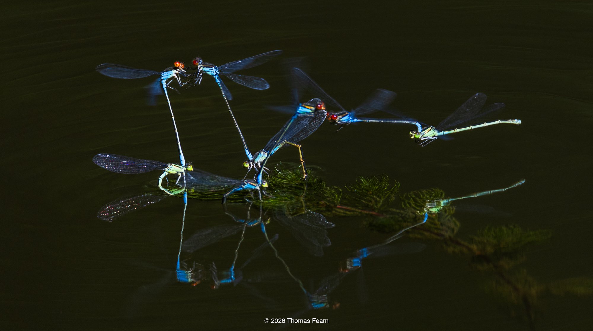 Red-eyed damselflies massing on floating pondweed