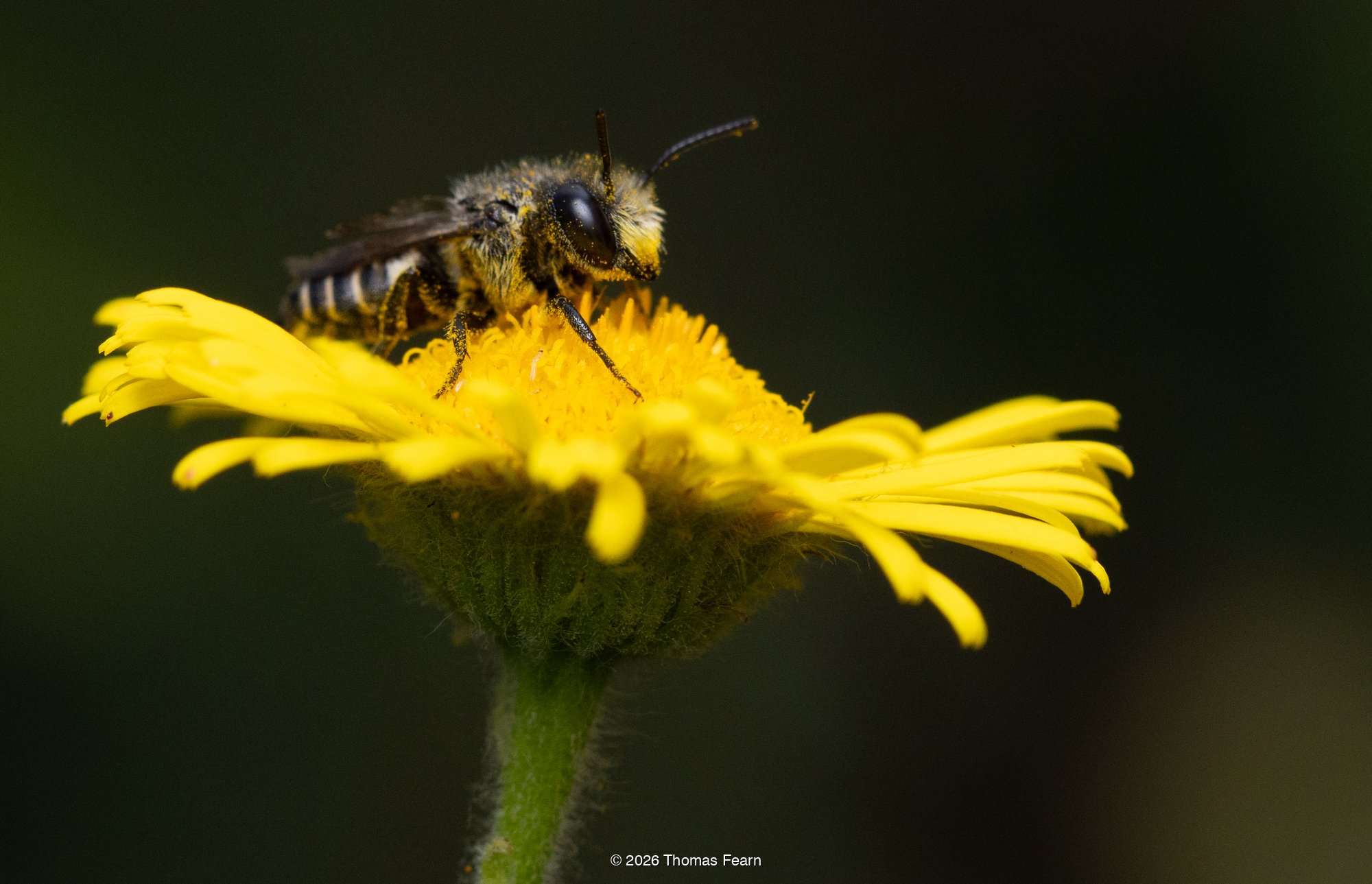 Leafcutter bee on fleabane