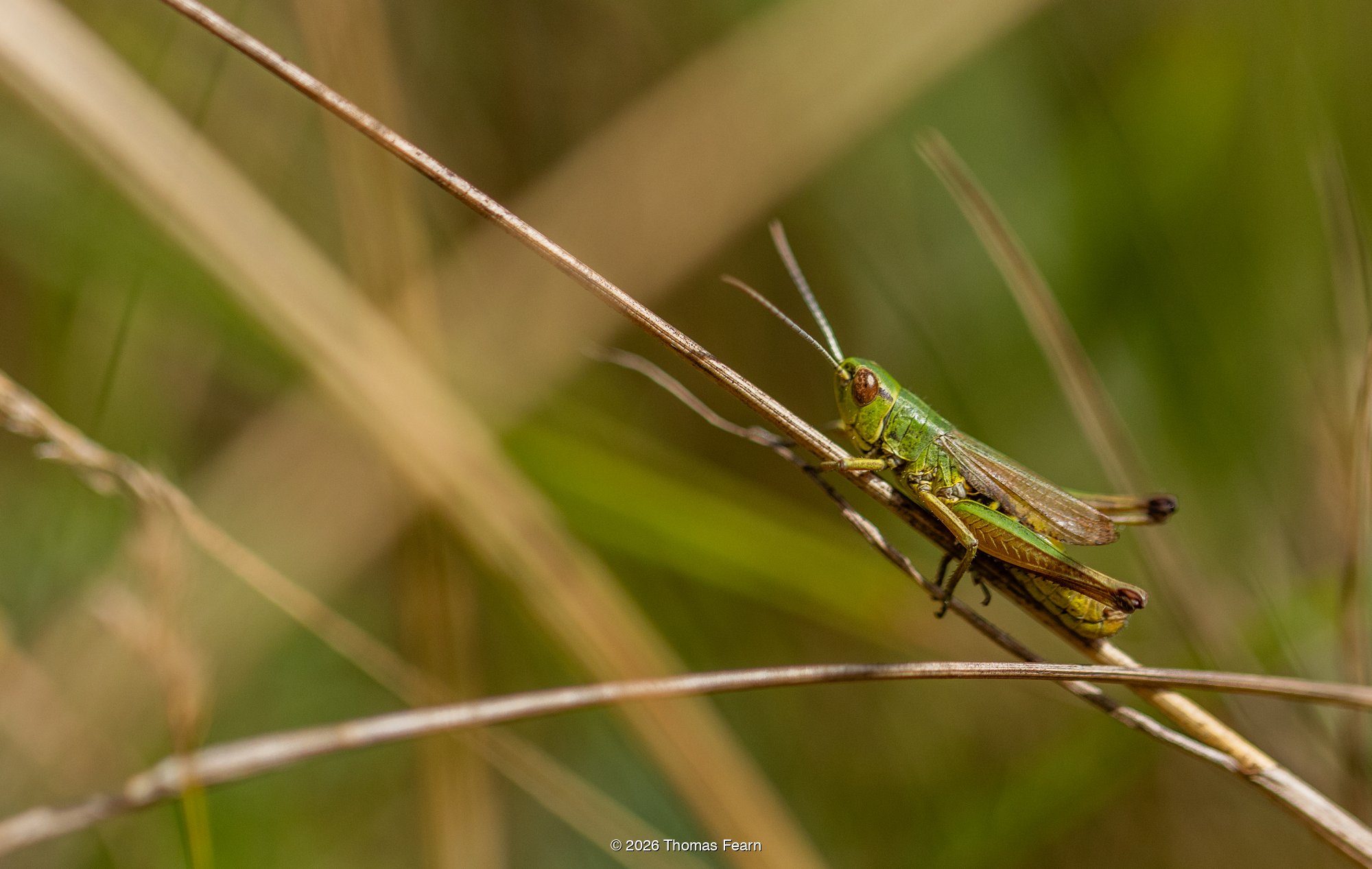Common green grasshopper on grass stems
