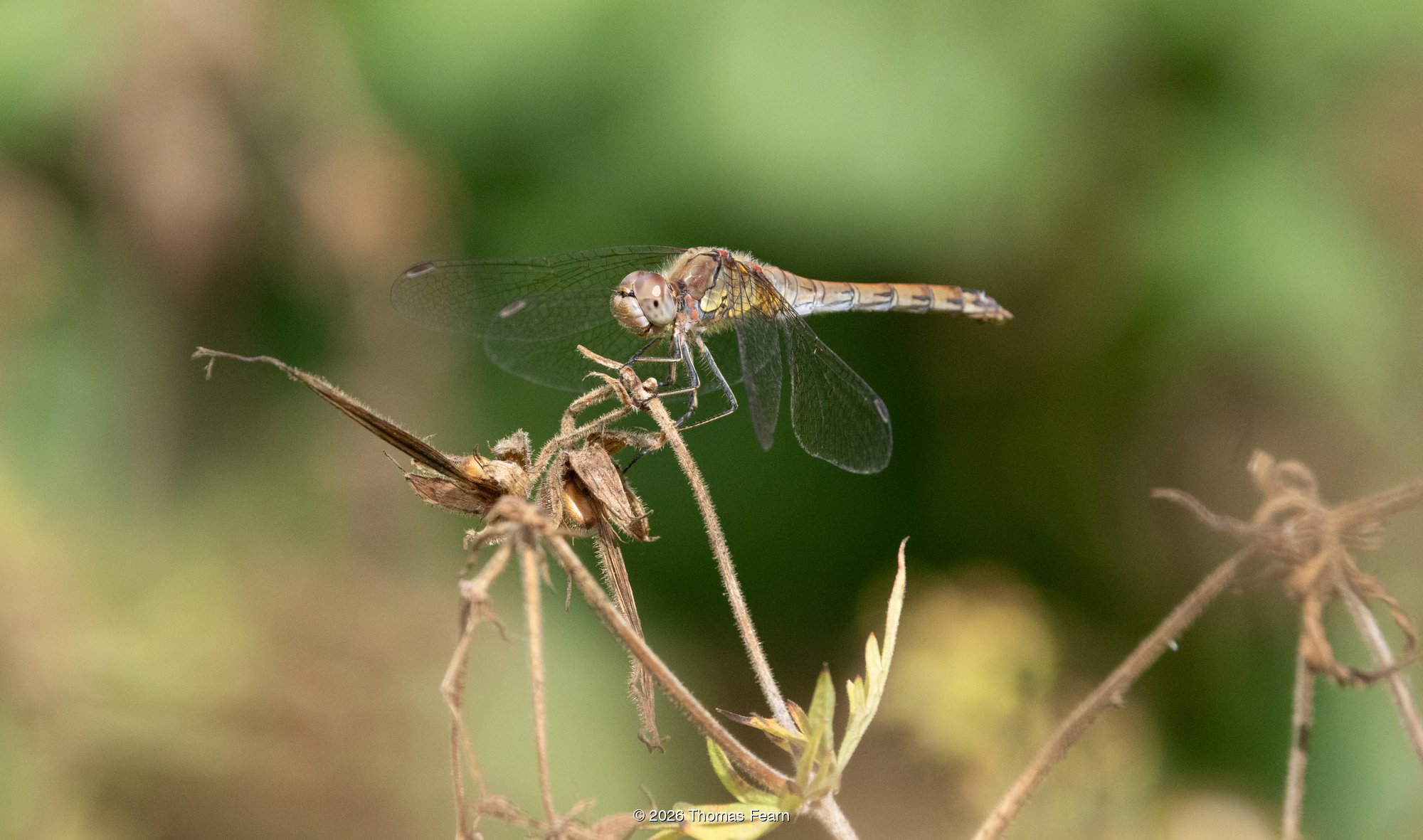 Common darter on a dead seedhead