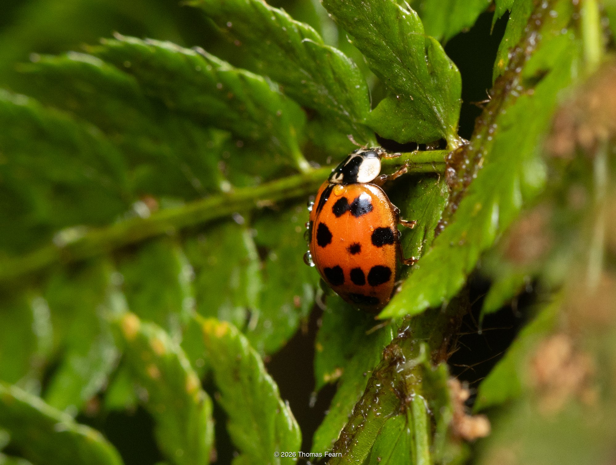 Harlequin ladybird on a wet fern