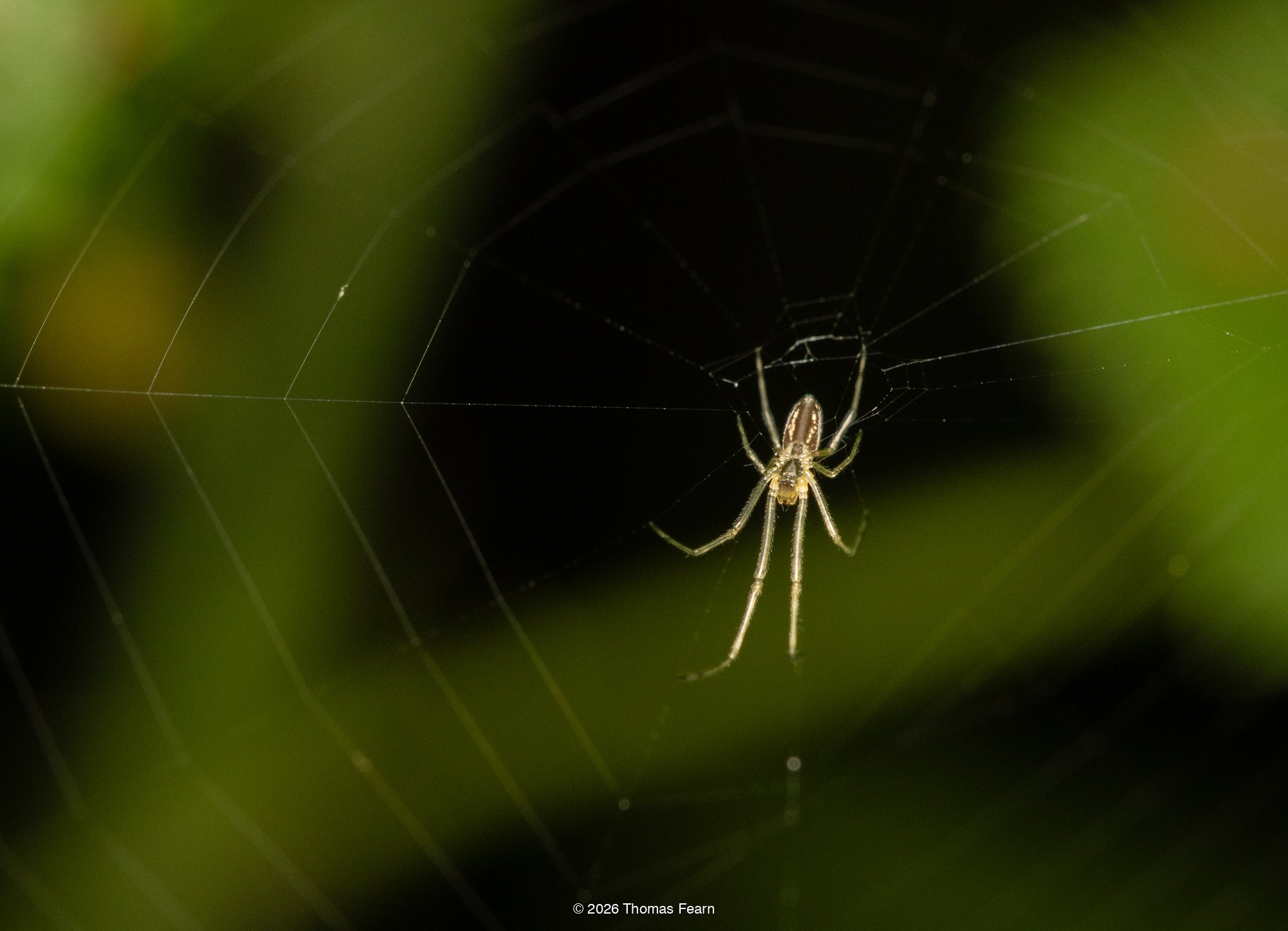 Long-jawed orb weaver in its web