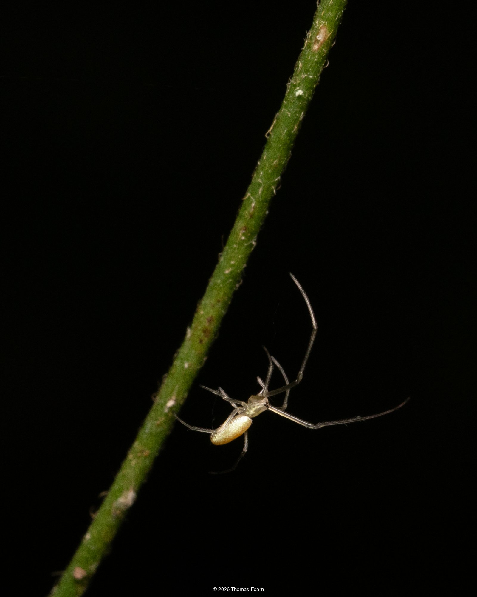 Long-jawed orb weaver on a stem
