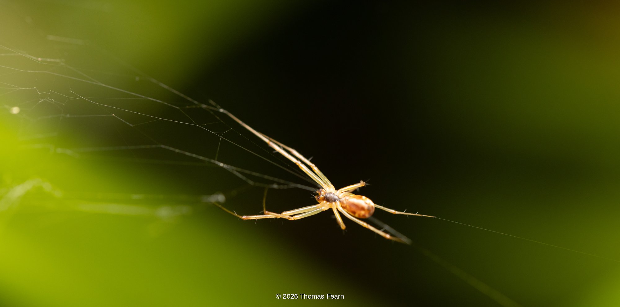 Long-jawed orb weaver on silk