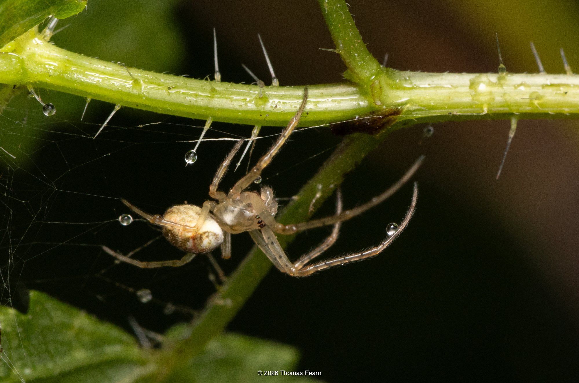 Orb weaver and dew on bramble