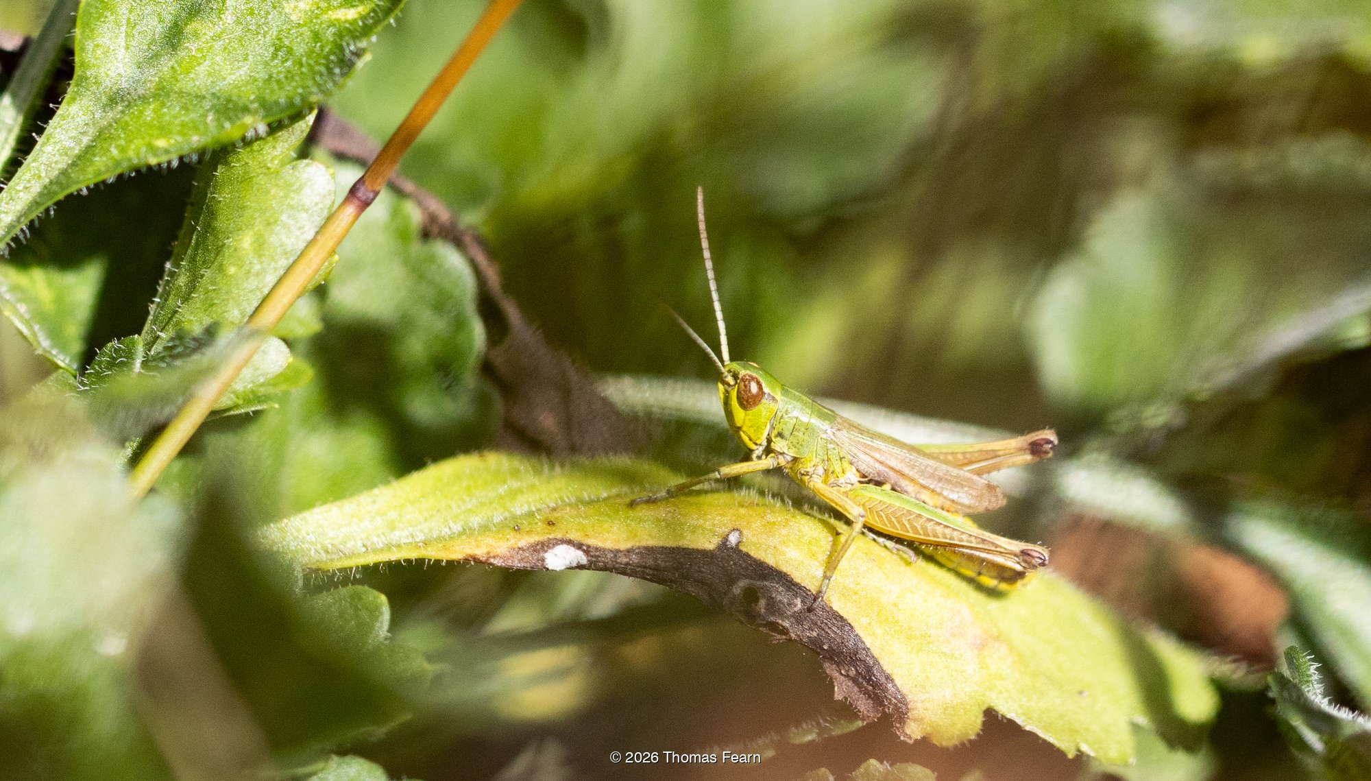 Common green grasshopper on a leaf