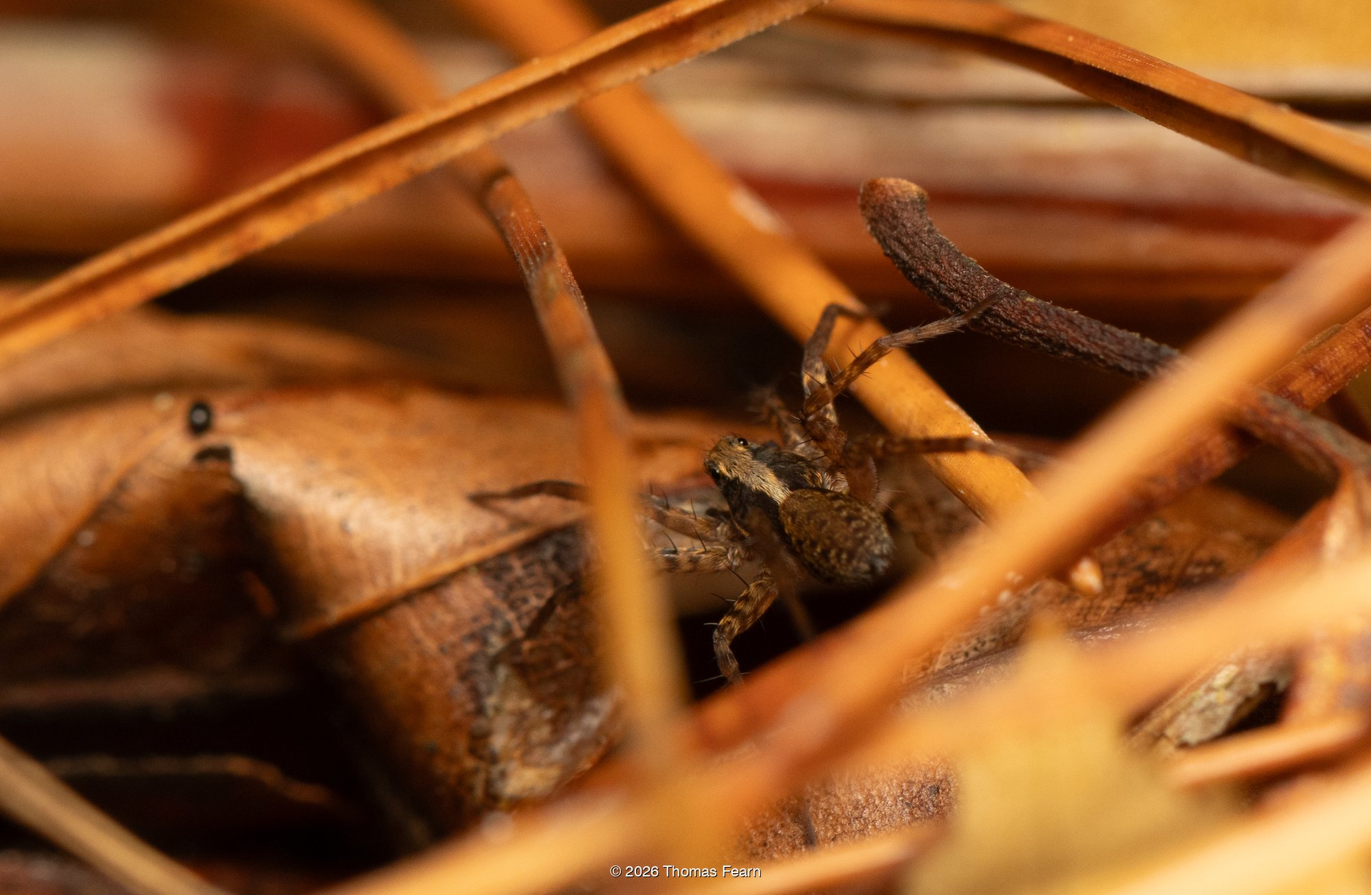 Wolf spider in pine needles