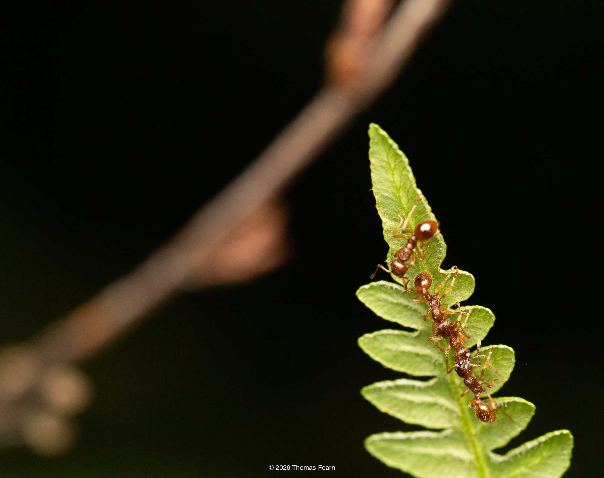 Red ants on a fern tip