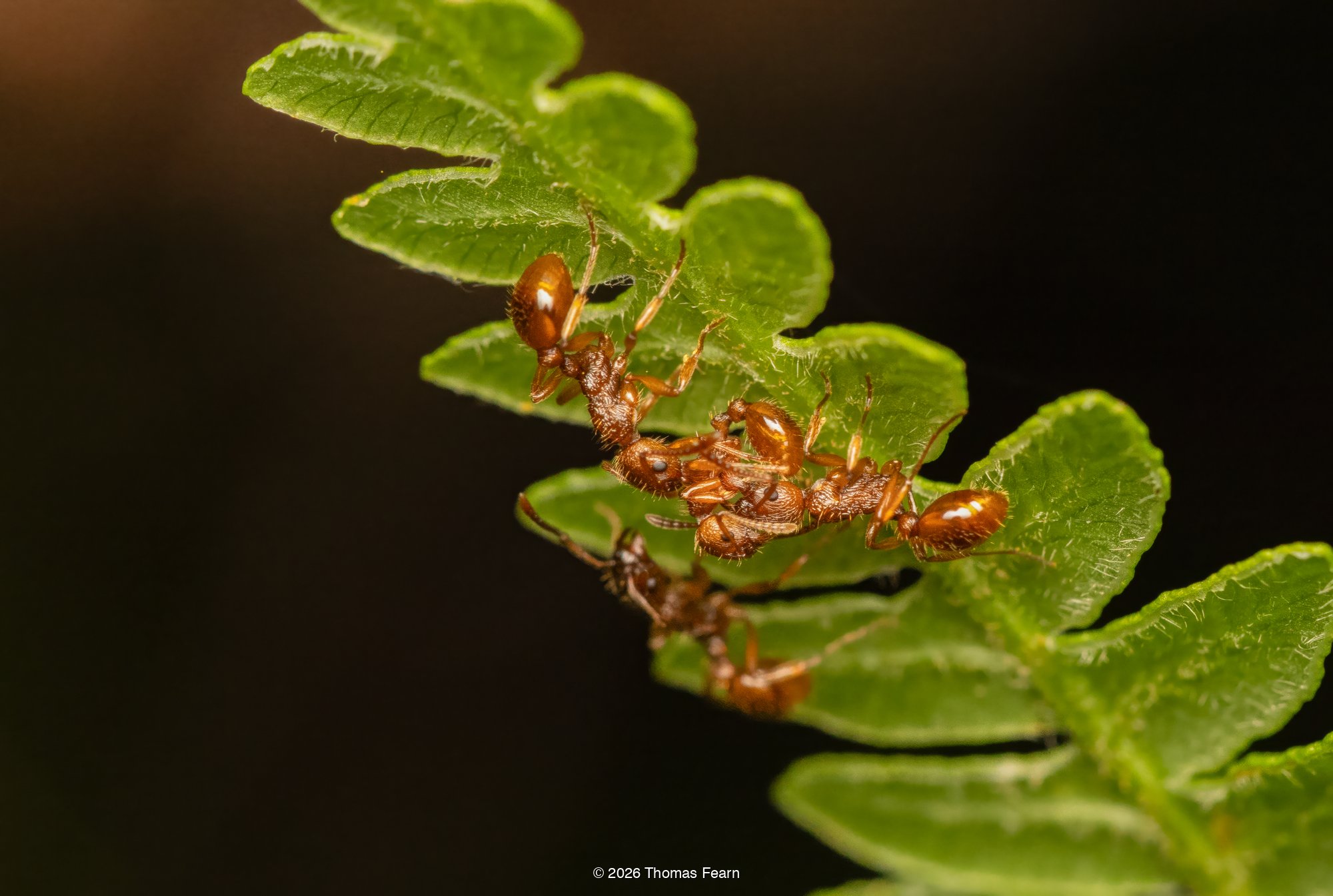 Red ants gathered on a fern
