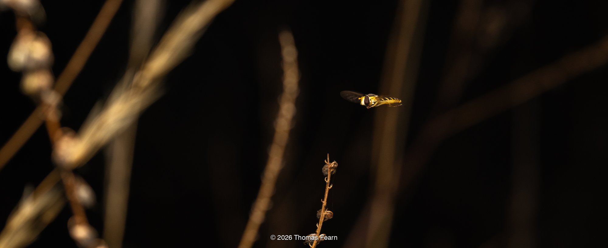 Hoverfly hovering in the dark