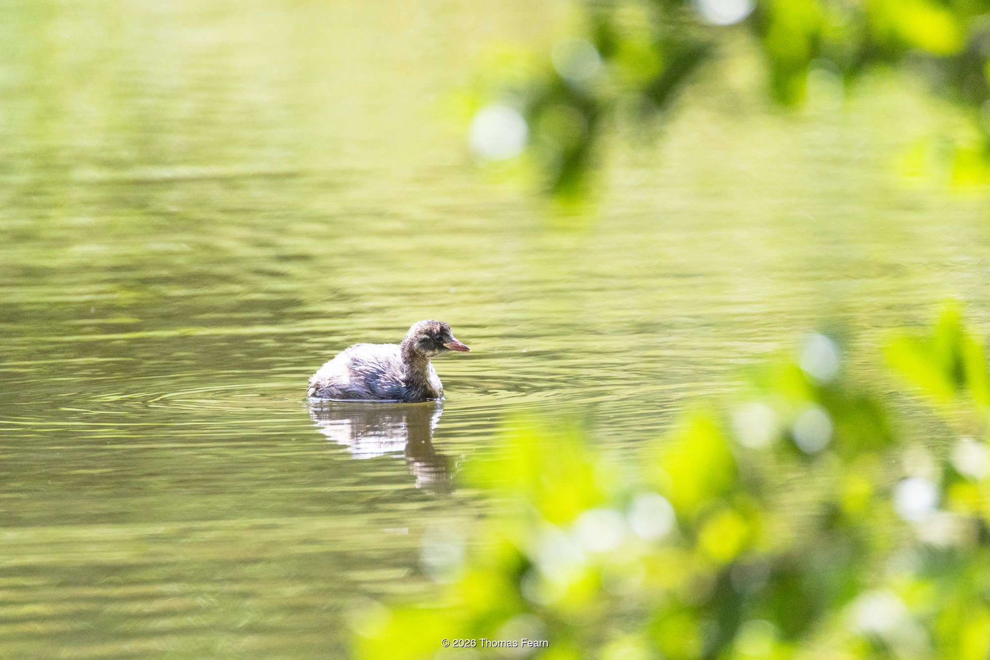 Juvenile little grebe on sunlit green water