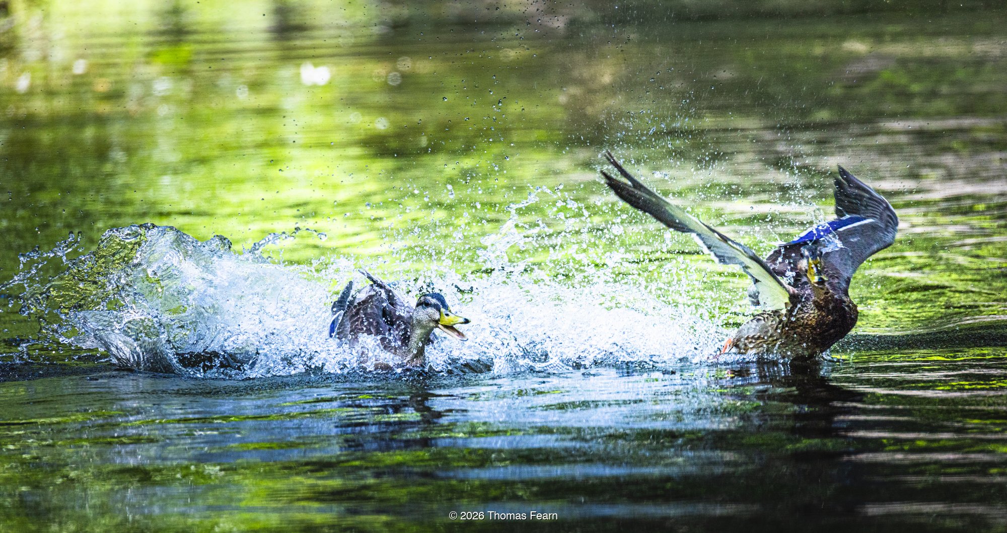 Two mallards clashing in a burst of spray