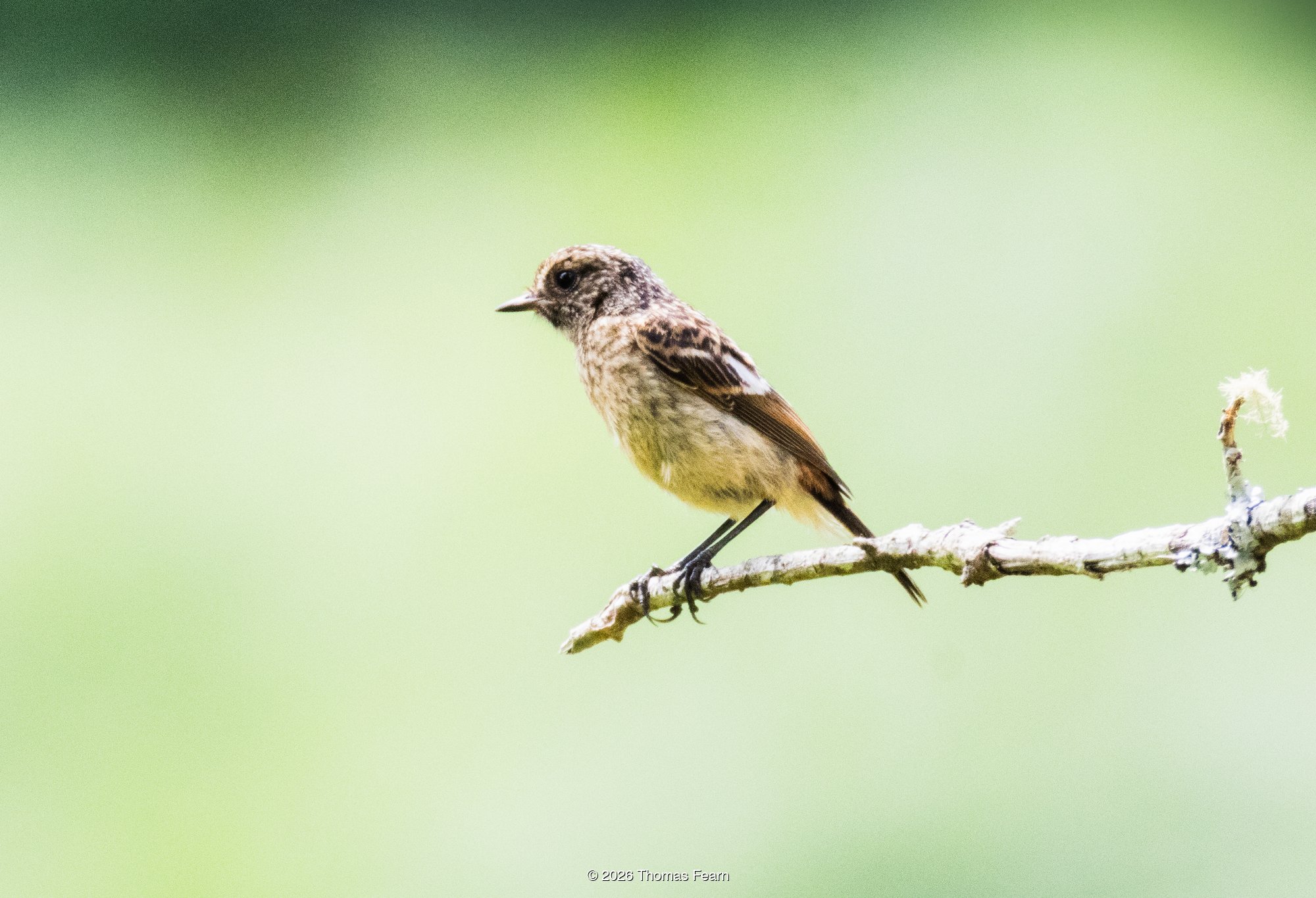 Juvenile stonechat on a bare twig